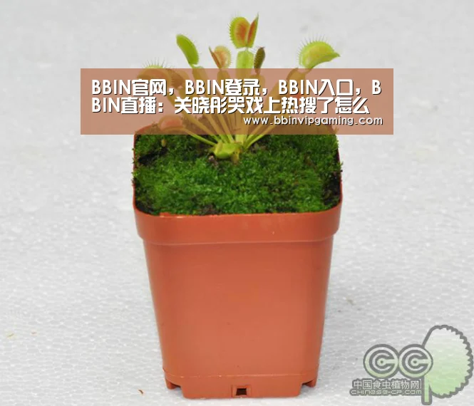 BBIN官网，BBIN登录，BBIN入口，BBIN直播